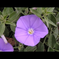 Convolvulus sabatius Viv. (fam Convolvulacees) (Europe du sud, Afr. Nord) (2)